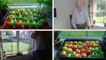Longport care home Resident grows tomatoes